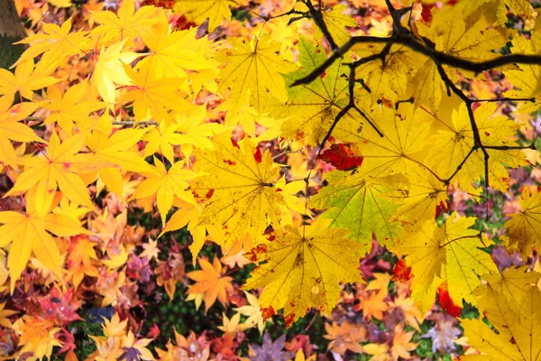 Beautiful conlorful maple leaf vibrant tree in Japan travel autu — Stock Photo, Image