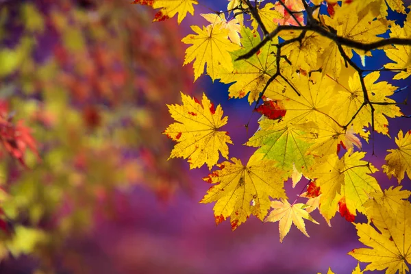 Vackra conlorful maple leaf levande träd i Japan resa hös — Stockfoto