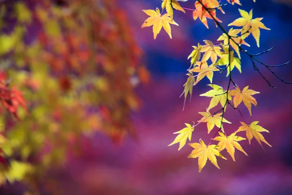 Vackra conlorful maple leaf levande träd i Japan resa hös — Stockfoto