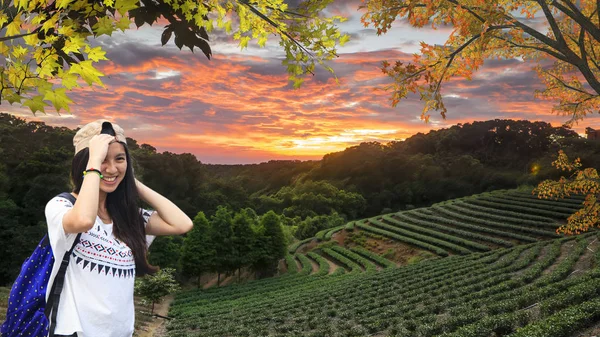 Tea garden solnedgång på sommaren med fin bakgrund — Stockfoto