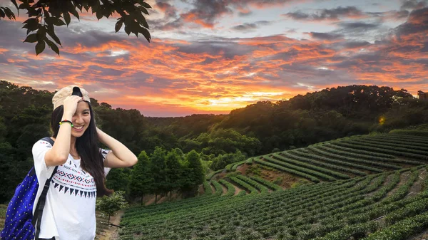 Jardim de chá pôr do sol no horário de verão com bela vista de fundo — Fotografia de Stock