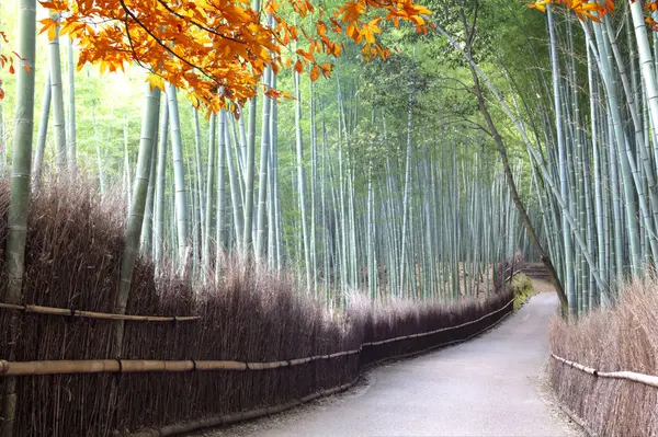 Bamboo forest of Arashiyama near Kyoto at the fall season, Japan — Stock Photo, Image