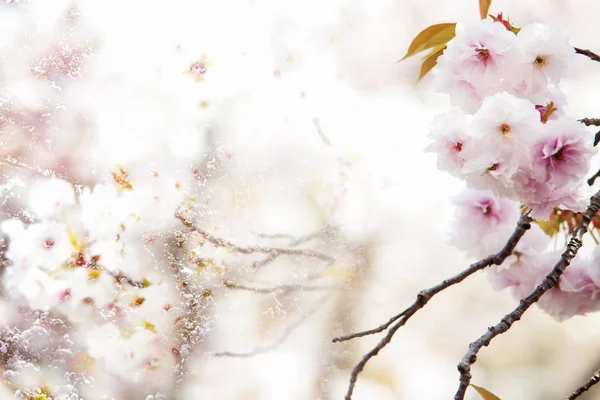 Beautiful pink cherry blossom (sakura) flower and with vintage j — Stock Photo, Image