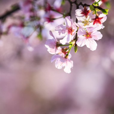 güzel gerçekçi sakura Japonya kiraz dal çiçek açan flo ile