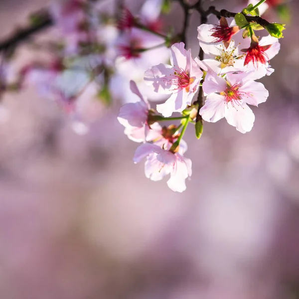 Güzel gerçekçi sakura Japonya kiraz dal çiçek açan flo ile — Stok fotoğraf