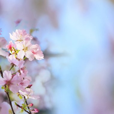 gerçekçi sakura kiraz dal çiçek açan çiçekler güzel b ile