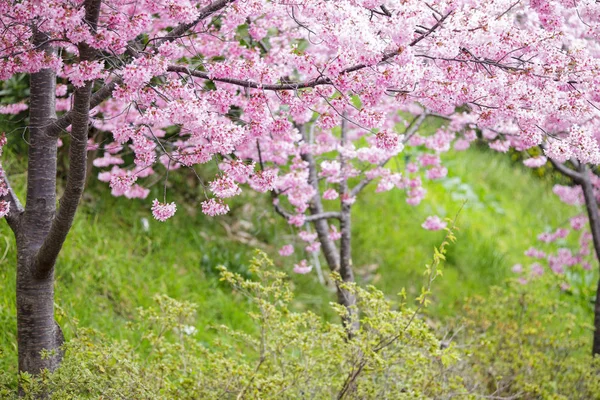 Rama de cerezo sakura realista con flores en flor con b agradable —  Fotos de Stock