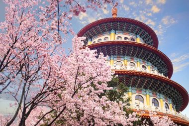 beautiflu sakura Bahçe ile güzel gök Taipei, Tayvan