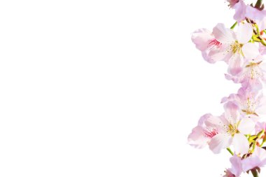 gerçekçi sakura kiraz dal çiçek açan çiçekler güzel b ile