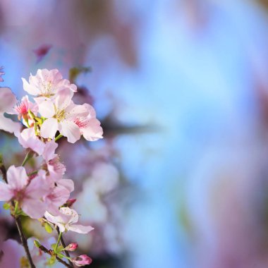 gerçekçi sakura kiraz dal çiçek açan çiçekler güzel b ile