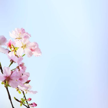 gerçekçi sakura kiraz dal çiçek açan çiçekler güzel b ile