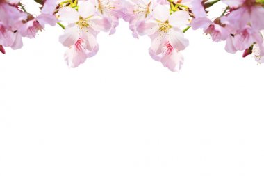 gerçekçi sakura kiraz dal çiçek açan çiçekler güzel b ile