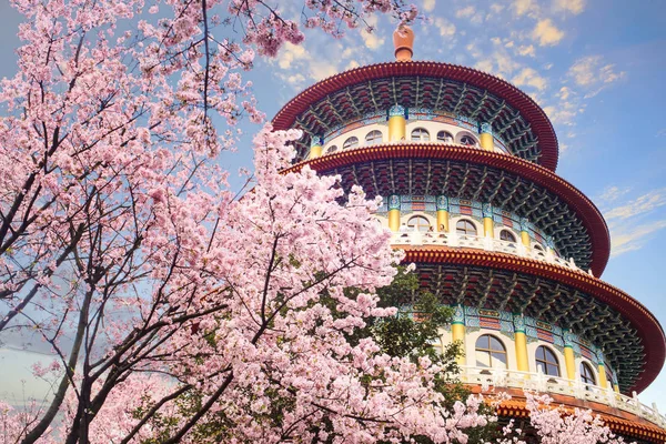 Beautiflu sakura garden z ładnym niebem w Taipei, Taiwan — Zdjęcie stockowe