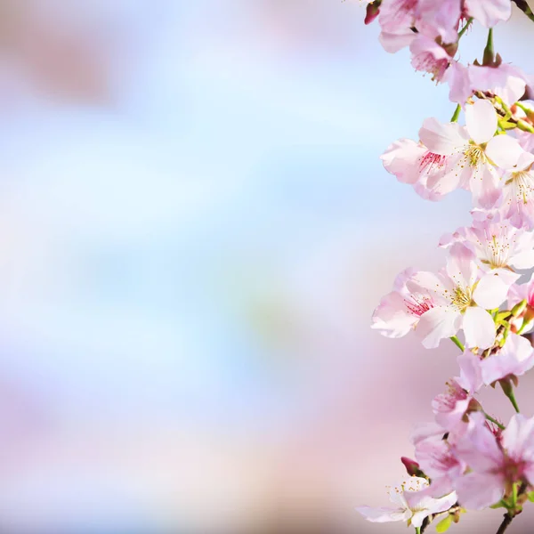 Realistic sakura cherry branch with blooming flowers with nice b — Stock Photo, Image