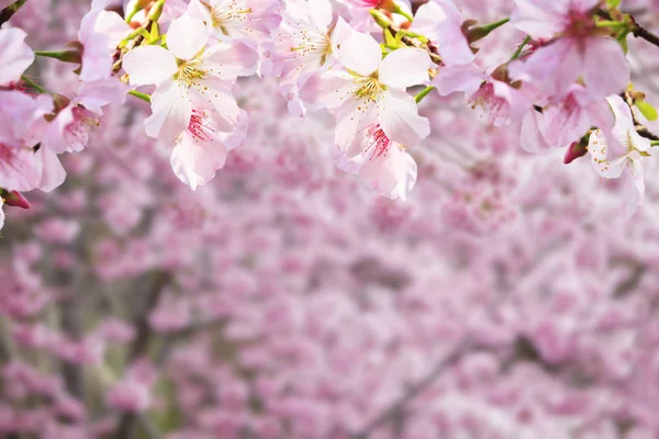 现实樱花的樱花分支与好 b 鲜花盛开 — 图库照片