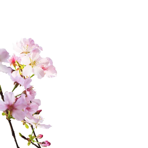Realistic sakura cherry branch with blooming flowers with nice b — Stock Photo, Image