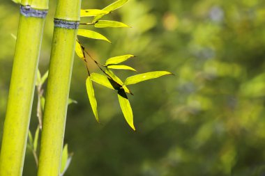 güzel yeşil na ile bambu ormanında güzel bambu şube