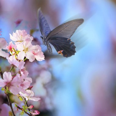 gerçekçi sakura kiraz dal çiçek açan çiçekler güzel b ile