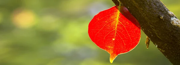Piękne czerwone listowie w sezonie jesiennym, Tajwan — Zdjęcie stockowe