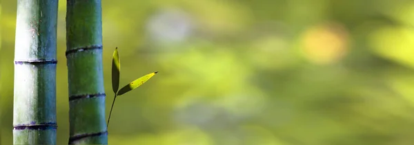 美しい緑の na と竹林の美しい竹の枝 — ストック写真