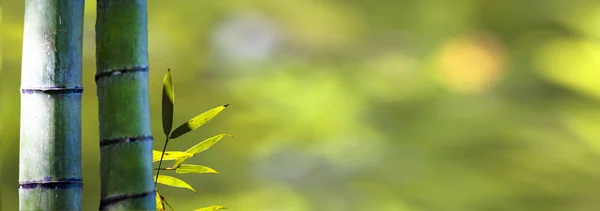 Belo ramo de bambu na floresta de bambu com bela na verde — Fotografia de Stock