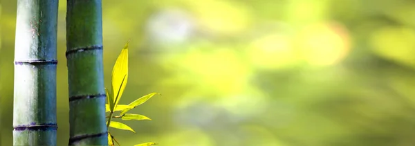 Belo ramo de bambu na floresta de bambu com bela na verde — Fotografia de Stock