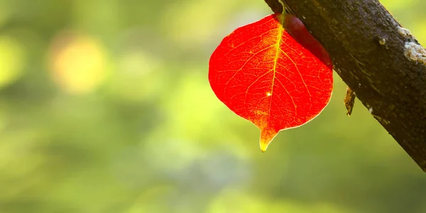 Piękne czerwone listowie w sezonie jesiennym, Tajwan — Zdjęcie stockowe