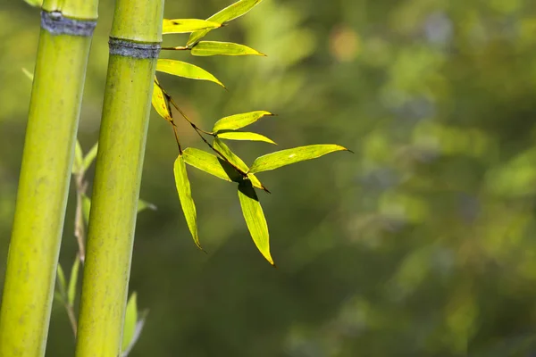 Bellissimo ramo di bambù nella foresta di bambù con bella na verde — Foto Stock