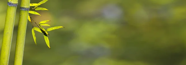 Belo ramo de bambu na floresta de bambu com bela na verde — Fotografia de Stock