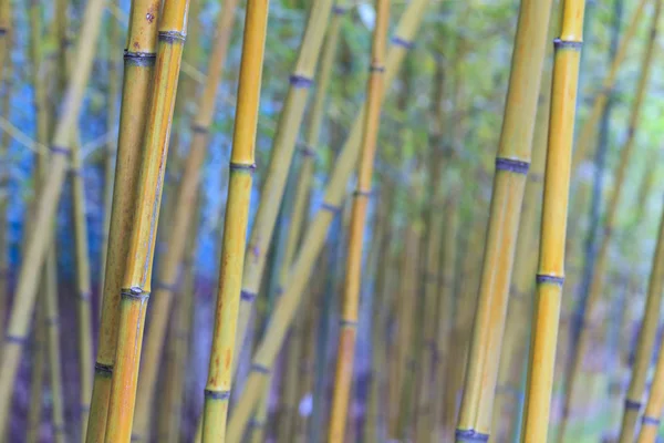 Belo ramo de bambu na floresta de bambu com bela na verde — Fotografia de Stock