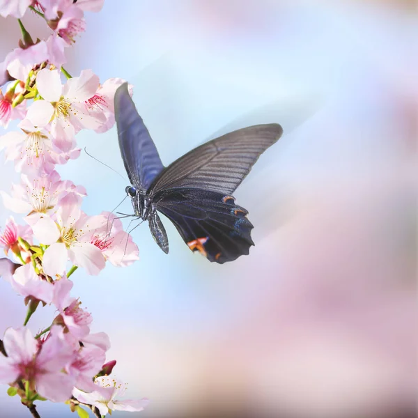 Realistic sakura cherry branch with blooming flowers with nice b — Stock Photo, Image