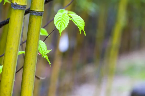 Bellissimo ramo di bambù nella foresta di bambù con bella na verde — Foto Stock