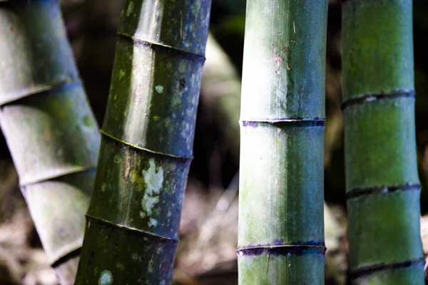 Hermosa rama de bambú en el bosque de bambú con hermosa na verde — Foto de Stock