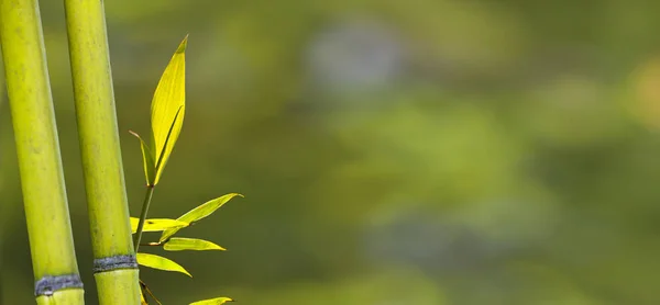 Belo ramo de bambu na floresta de bambu com bela na verde — Fotografia de Stock