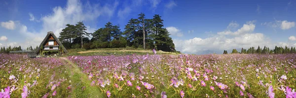 Imagem de bela flor alta montanha com fundo agradável v — Fotografia de Stock