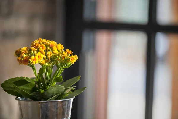 Красивый цветок у окна с красивым цветом — стоковое фото