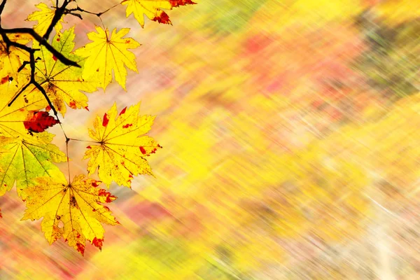 Easy picture beautiful maple autumn landscape background — Stock Photo, Image