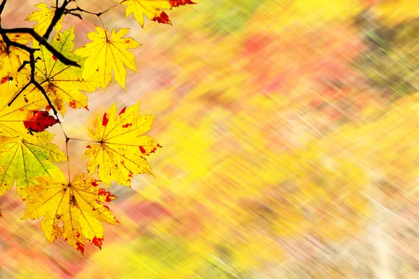 Facile immagine bello acero autunno paesaggio sfondo — Foto Stock