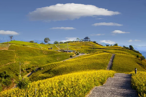 Altmış stone mountain, Fuli, Hualien, Ta portakal daylily çiçek — Stok fotoğraf