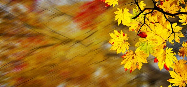 Enkel bild vacker lönn hösten landskap bakgrund — Stockfoto