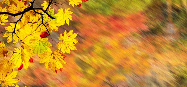Imagen fácil hermoso arce otoño paisaje fondo — Foto de Stock