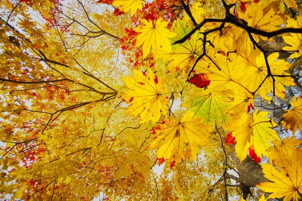 Facile immagine bello acero autunno paesaggio sfondo — Foto Stock