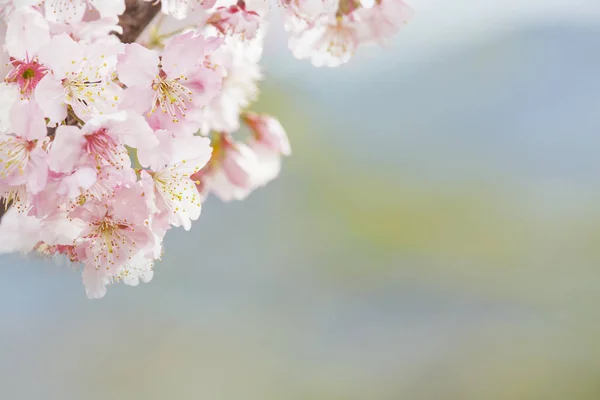 Flor de cerezo, flor de sakura rosa aislada en fondo blanco —  Fotos de Stock