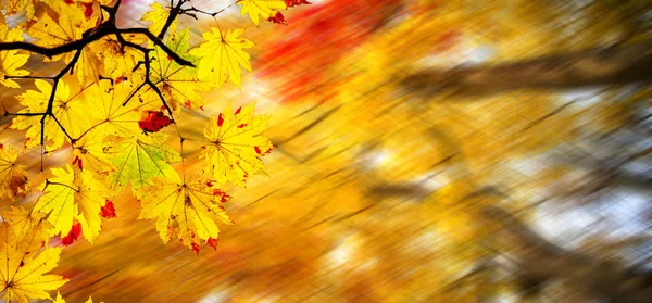 Mudah gambar indah maple musim gugur latar belakang lanskap — Stok Foto