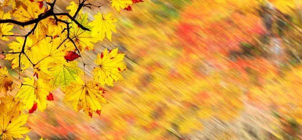 Imagen fácil hermoso arce otoño paisaje fondo —  Fotos de Stock