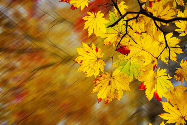 Easy picture beautiful maple autumn landscape background — Stock Photo, Image