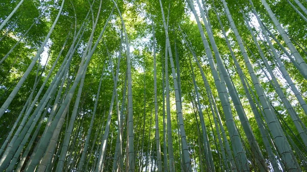 ツーリストのため嵐山山京都有名なランドマーク — ストック写真