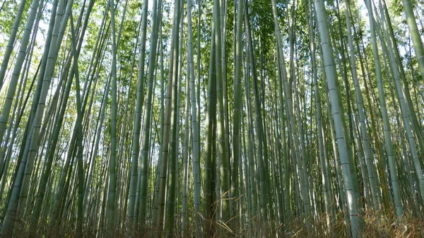 ツーリストのため嵐山山京都有名なランドマーク — ストック写真