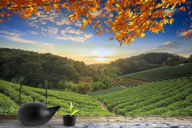 çay Kupası tablo doğa Arka Bahçe, sıcak sesi, Tai