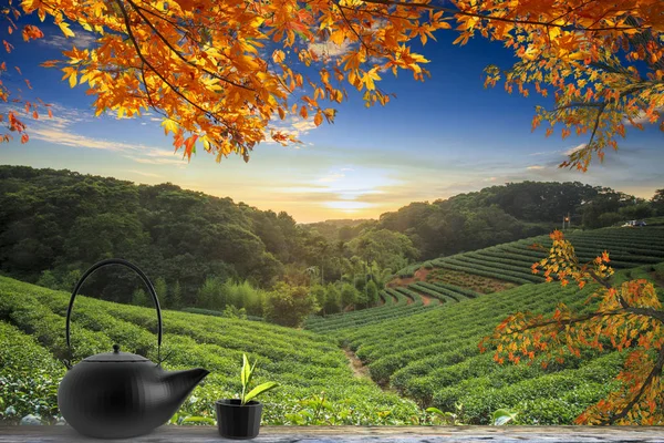 Teetasse auf dem Tisch Naturhintergrund im Garten, warmer Ton, Tai — Stockfoto